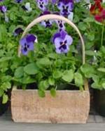 &nbsp;The Maine Bucket Company Pansy Box--8x4x6.5 Natural Pansy Box /w Handle