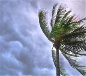 DIY Hurricane Panels: A Beginner’s Guide to Protecting Your Home